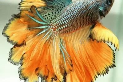 colores