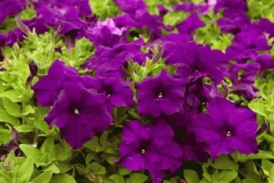 Purple Petunias Swaying in the Breeze