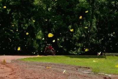 mariposas misioneras jigsaw puzzle