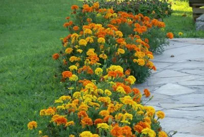 primavera jigsaw puzzle