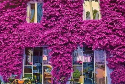 Roma