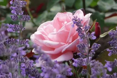 rose jigsaw puzzle