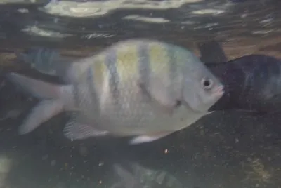 Peixinho
