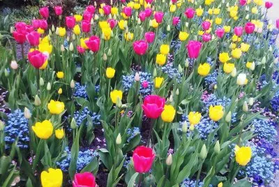 flores