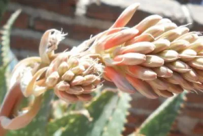 פאזל של Aloe vera