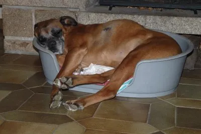 boxer dans le panier de la teckel