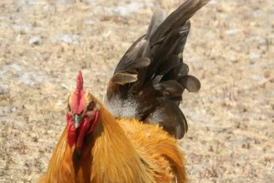 pendenciero jigsaw puzzle