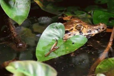 caimÃ¡n jigsaw puzzle