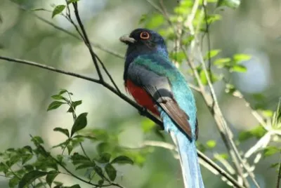 colorido jigsaw puzzle