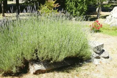 lavanda jigsaw puzzle