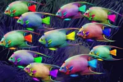 color fish