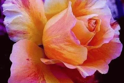Fantastic Rose