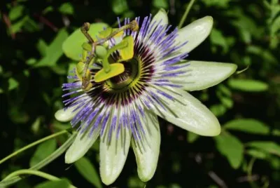 pasionaria jigsaw puzzle