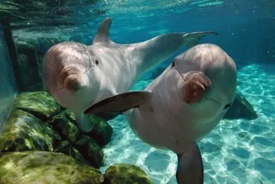 delfines jigsaw puzzle