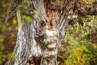 old tree face