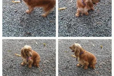 Cadelinha perdida em Sinop - MT