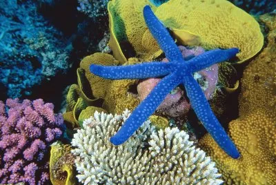 estrela do mar v