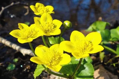 imagens
