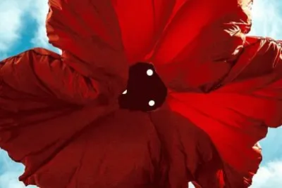 poppy