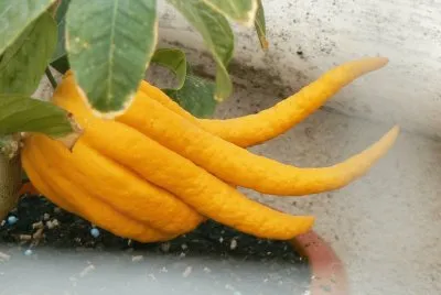 Â¿fruta o flor? jigsaw puzzle