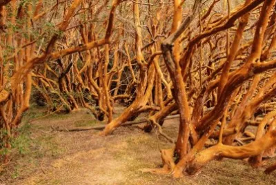 arrayanes jigsaw puzzle