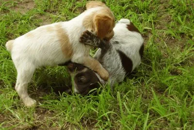 cachorritos jigsaw puzzle