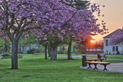 Blossom Dawn