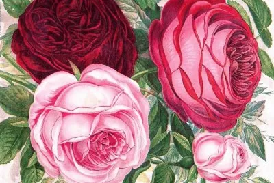rosas