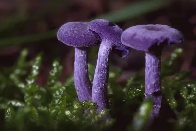 Unusal Amethyst Deceiver Mushrooms