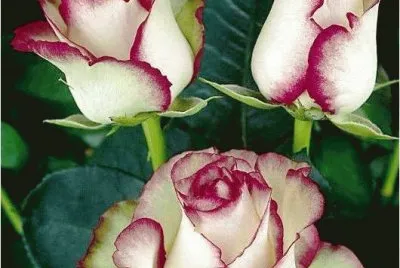 roses