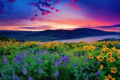 Amazing Flower Field at Sunset