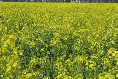 campo de colza