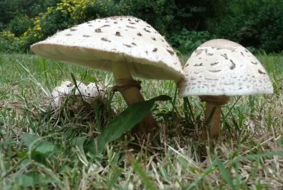 hongos jigsaw puzzle