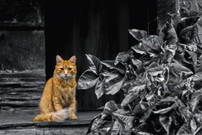 Naranjito jigsaw puzzle