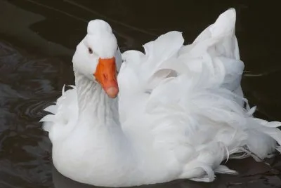 pato elegante jigsaw puzzle