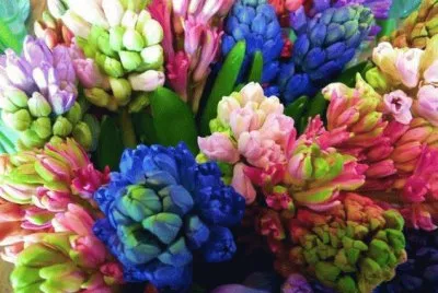 Hyacinth
