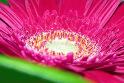 Exotic Colorful jigsaw puzzle