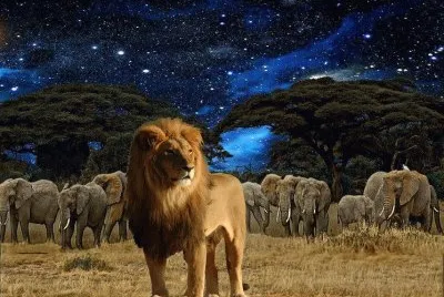 imagens