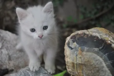 gatito catamarqueÃ±o jigsaw puzzle