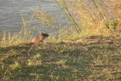 tucu tucu jigsaw puzzle