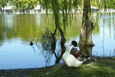 pareja jigsaw puzzle