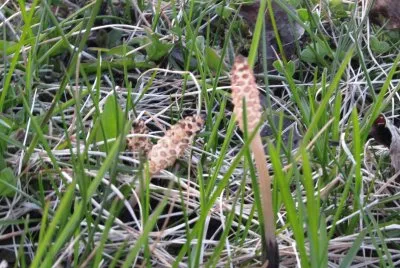Little flowers