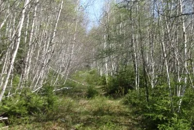 Trail? What trail?