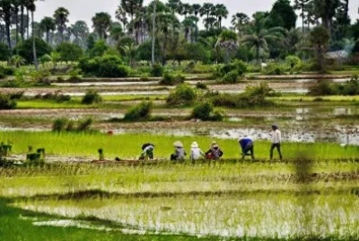 Rice farmers, Cambodia