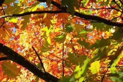 autumn-133