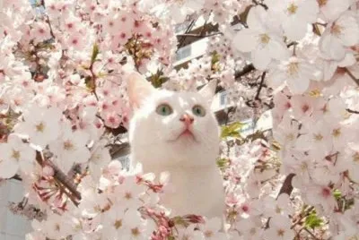 Cat in tree jigsaw puzzle
