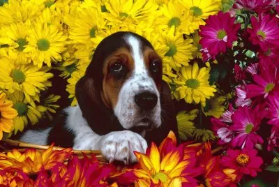 Flores e cachorrinho.