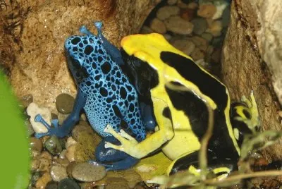 frogs colors