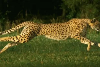 cheetah