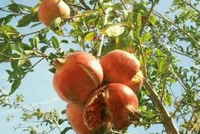 Frutos